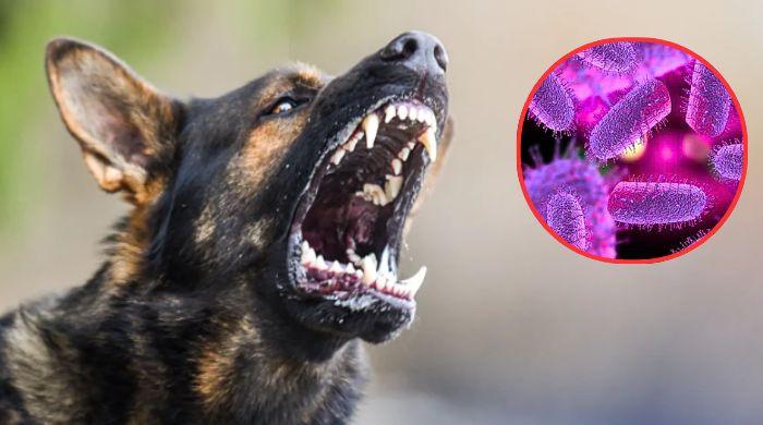 Rabies concerns grow in US, sparking health warnings over fatal virus