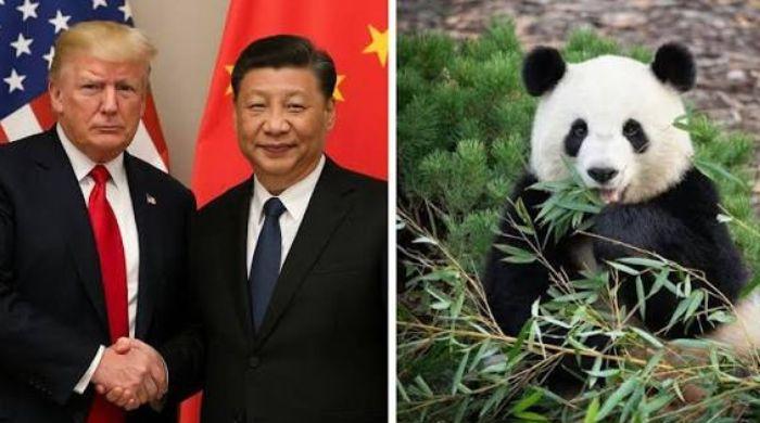 Xi Jinping makes surprise panda announcement during his US visit