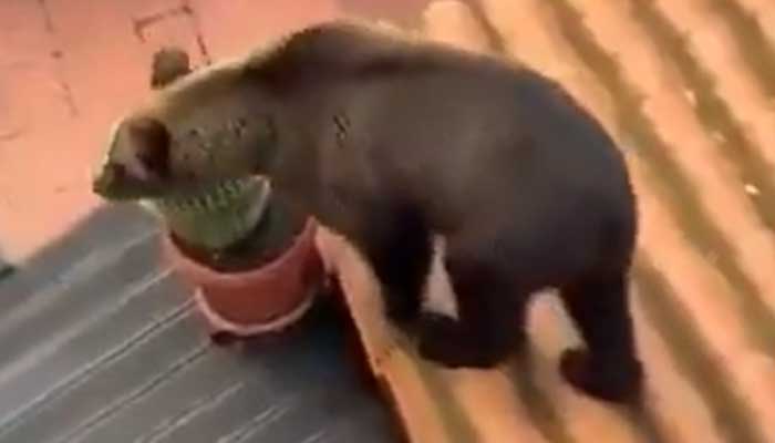 Bears kill seven people in Russian region
