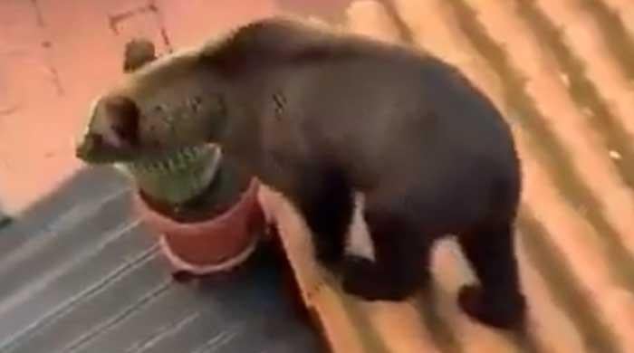 Bears kill seven people in Russian region 