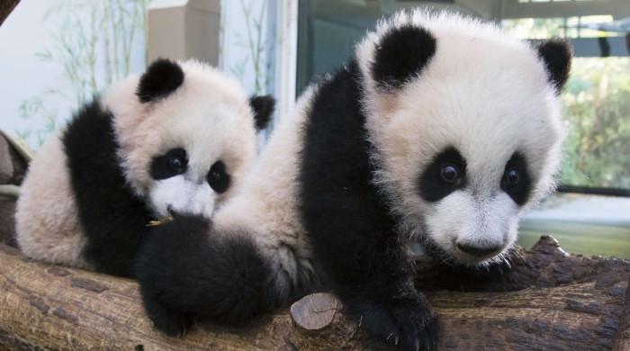 Zoo Atlanta welcomes two giant pandas from China after two-year wait