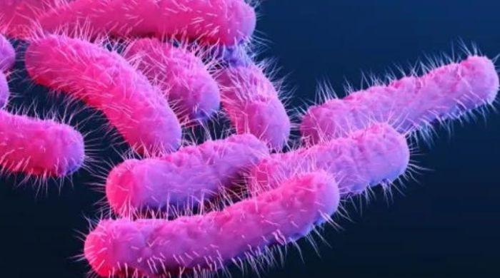 Sexually transmitted diarrhea spread in US, UK: Why antibiotics are failing against Shigella 