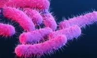 Sexually transmitted diarrhea spread in US, UK: Why antibiotics are failing against Shigella 