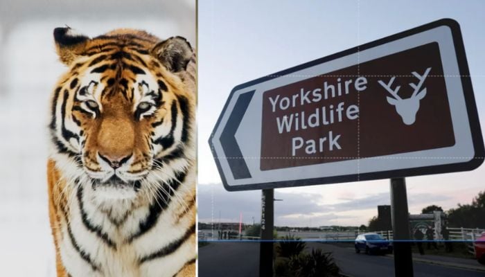 Man killed in tiger attack after entering enclosure at English Wildlife Park