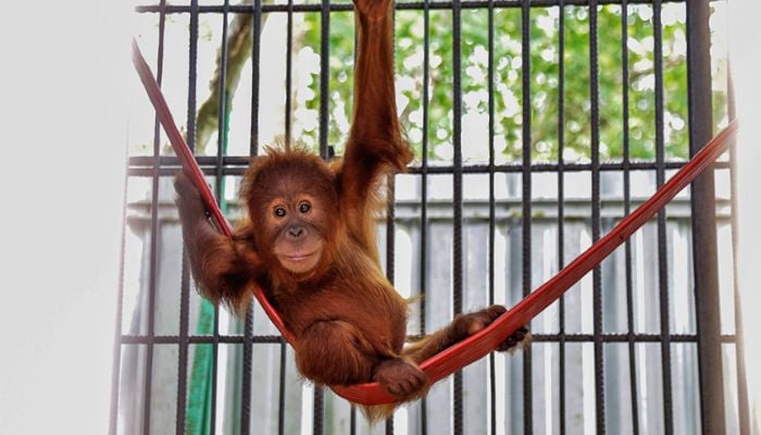 Indonesia relocates endangered Great Apes to safety after Borneo wildfires