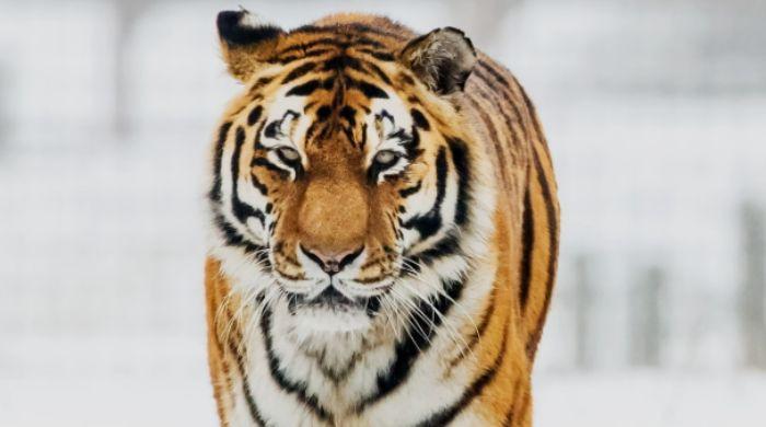Man killed in tiger attack after entering enclosure at English Wildlife Park