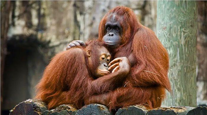 Indonesia relocates endangered Great Apes to safety after Borneo wildfires 