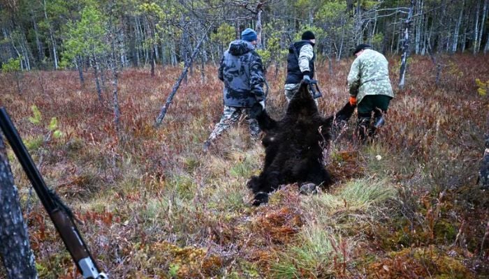 Russia cracks down on AI bears as real attacks spread fear: What to know