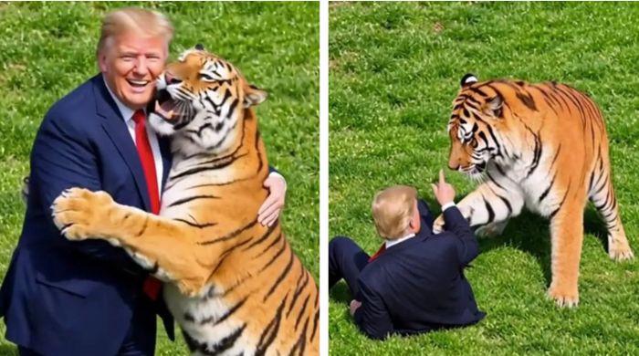 Trump faces heavy backlash after sharing bizarre AI video of himself wrestling tiger that killed British man