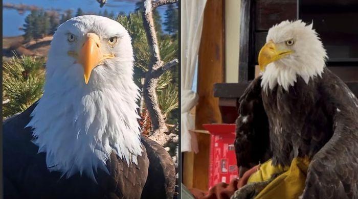 What led to Jackie the Big Bear eagle’s death? New necropsy update offers clues
