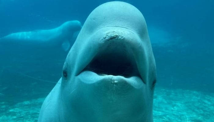Beluga whale Cyprus dies in California months after leaving Ontarios Marineland