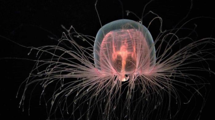 ‘Immortal’ jellyfish could hold clues to slowing human ageing 