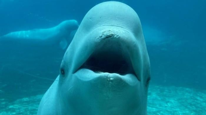 Beluga whale Cyprus dies in California months after leaving Ontario's Marineland