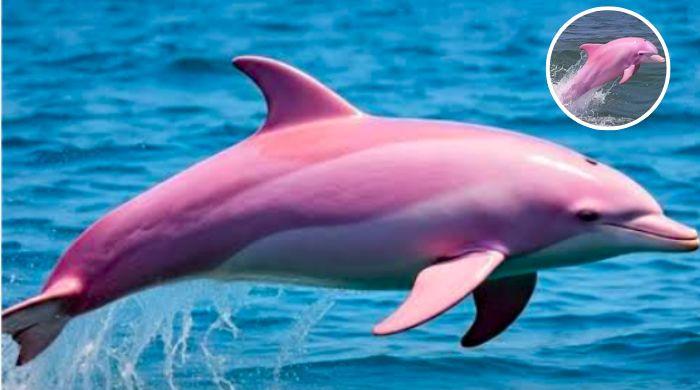 Rare pink dolphin captivates beachgoers after sighting off Oman coast