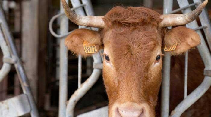 Shamonda virus: What is the risk to humans? 